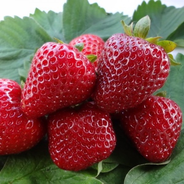 Земляника Диамант